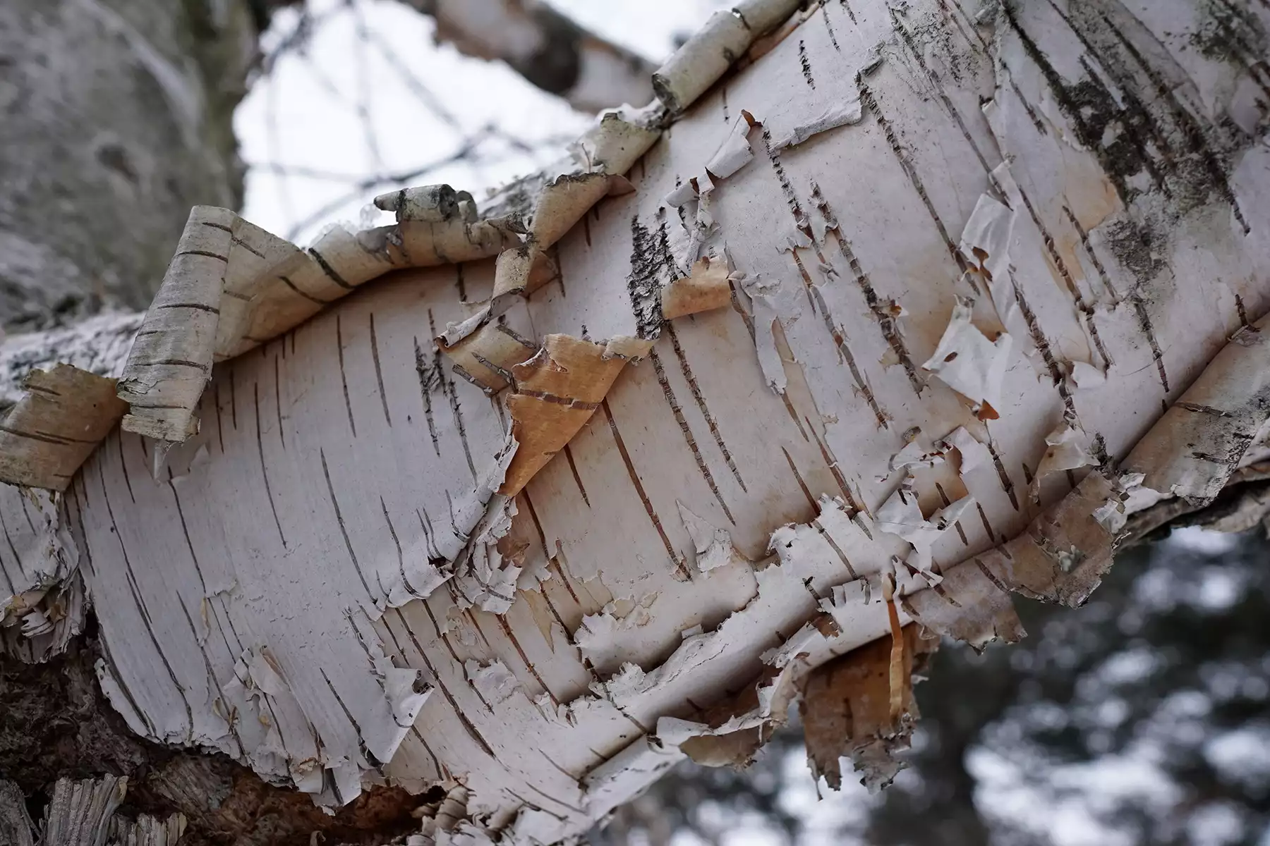 Birch