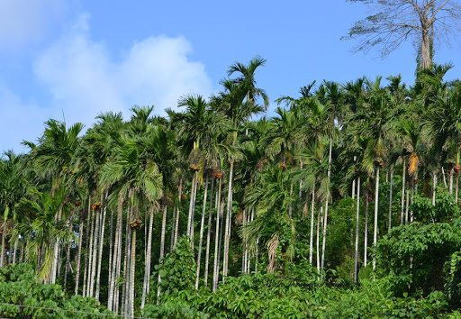 Palm