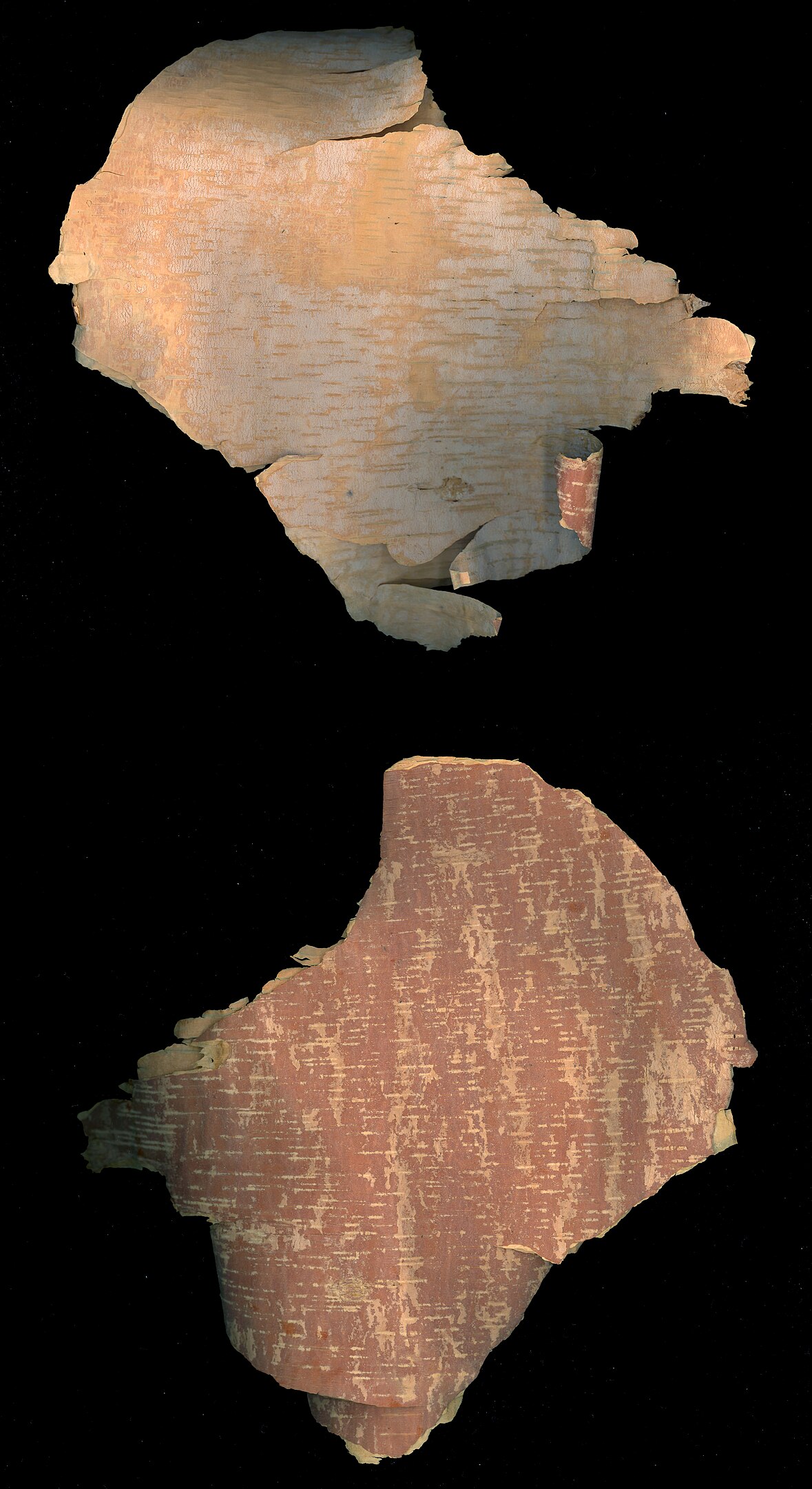 Birch Bark