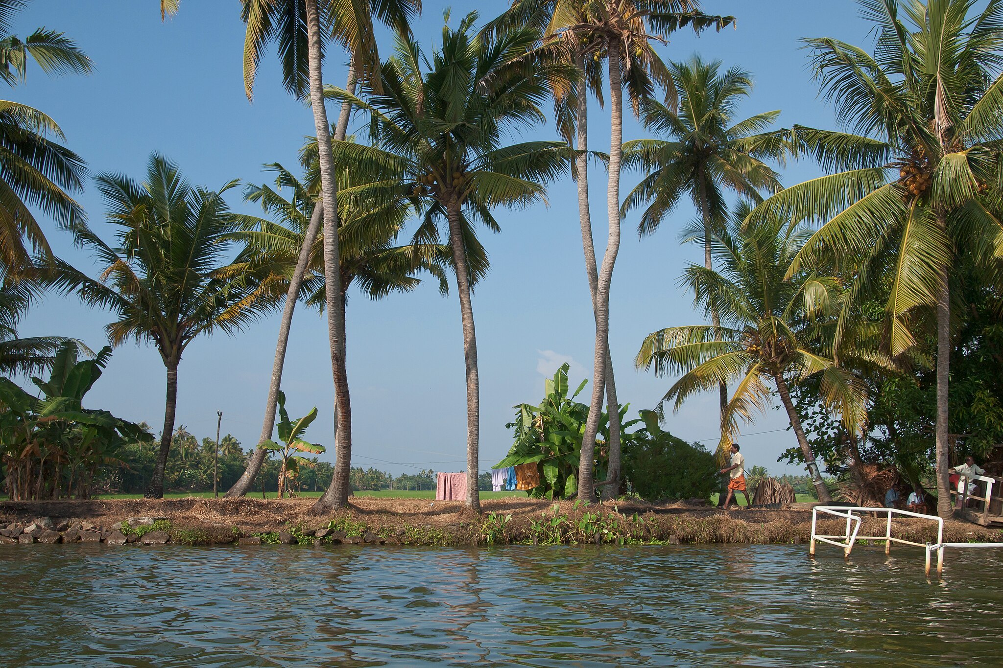 Palm trees